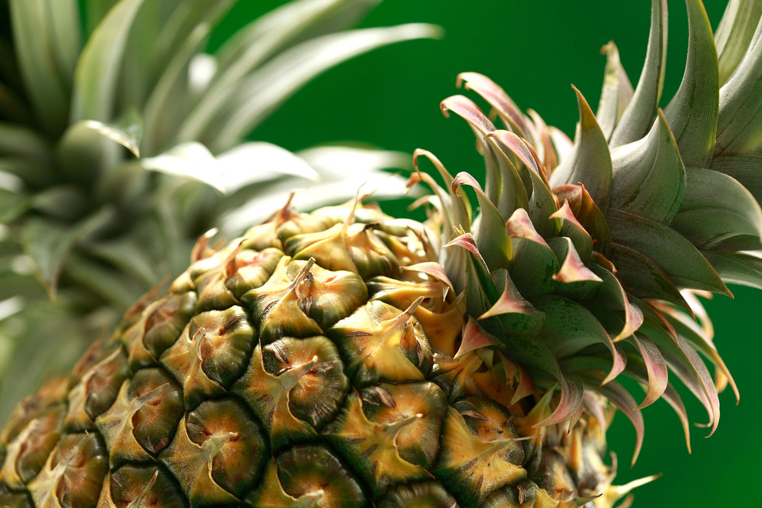 100743-Close up ananas